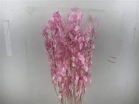 Dried Lunaria Pink 90cm P Bunch