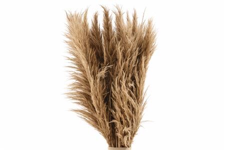 Dried Cortaderia Zaquara Naturel Brown 100cm