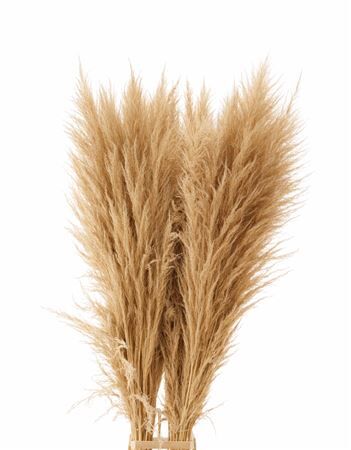 Dried Cortaderia Zaquara Semi Bleached 140cm