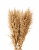 Dried Cortaderia Zaquara Semi Bleached 140cm