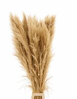 Dried Cortaderia Zaquara Semi Bleached 160cm