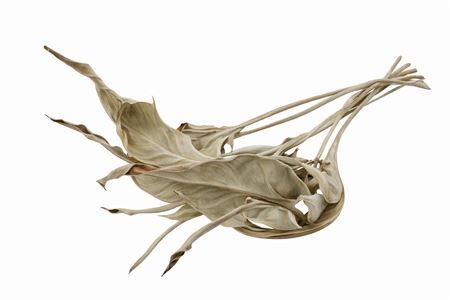 Dried Strelitziablad Nat Kort P. Stem