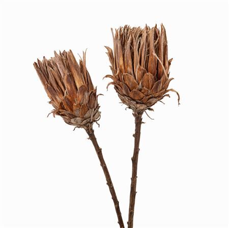Dried Protea Lancelot 2pcs Bunch