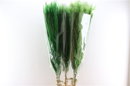 Dried Cortaderia Dadang Light Green 140cm P Stem