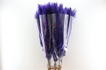 Dried Cortaderia Dadang Lilac 140cm P Stem