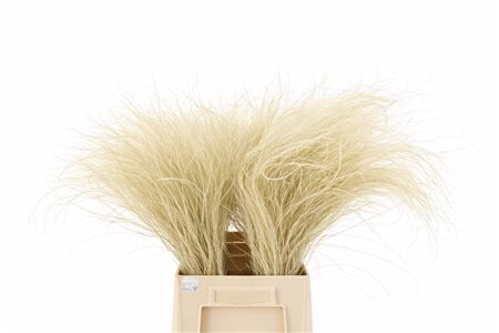 Dried Stypha Penata Nat Bunch 75-100gr