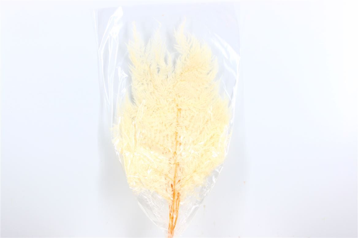 Pres Rainbow Leaves 10pc Bleached Bunch