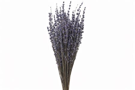 Pres Lavendel Light Blue Bunch Slv