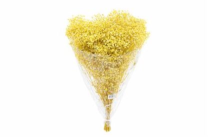 Pres Gyps Bq Yellow Bunch Slv