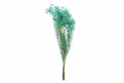 Pres Gyps Dusty Aqua Blue Bunch Slv