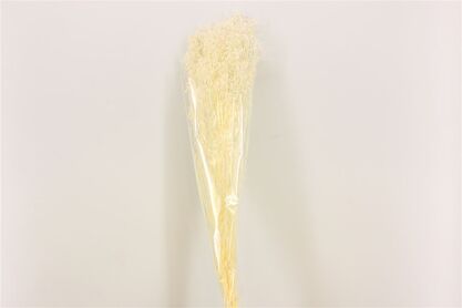 Pres Gyps Bleached Bunch Slv