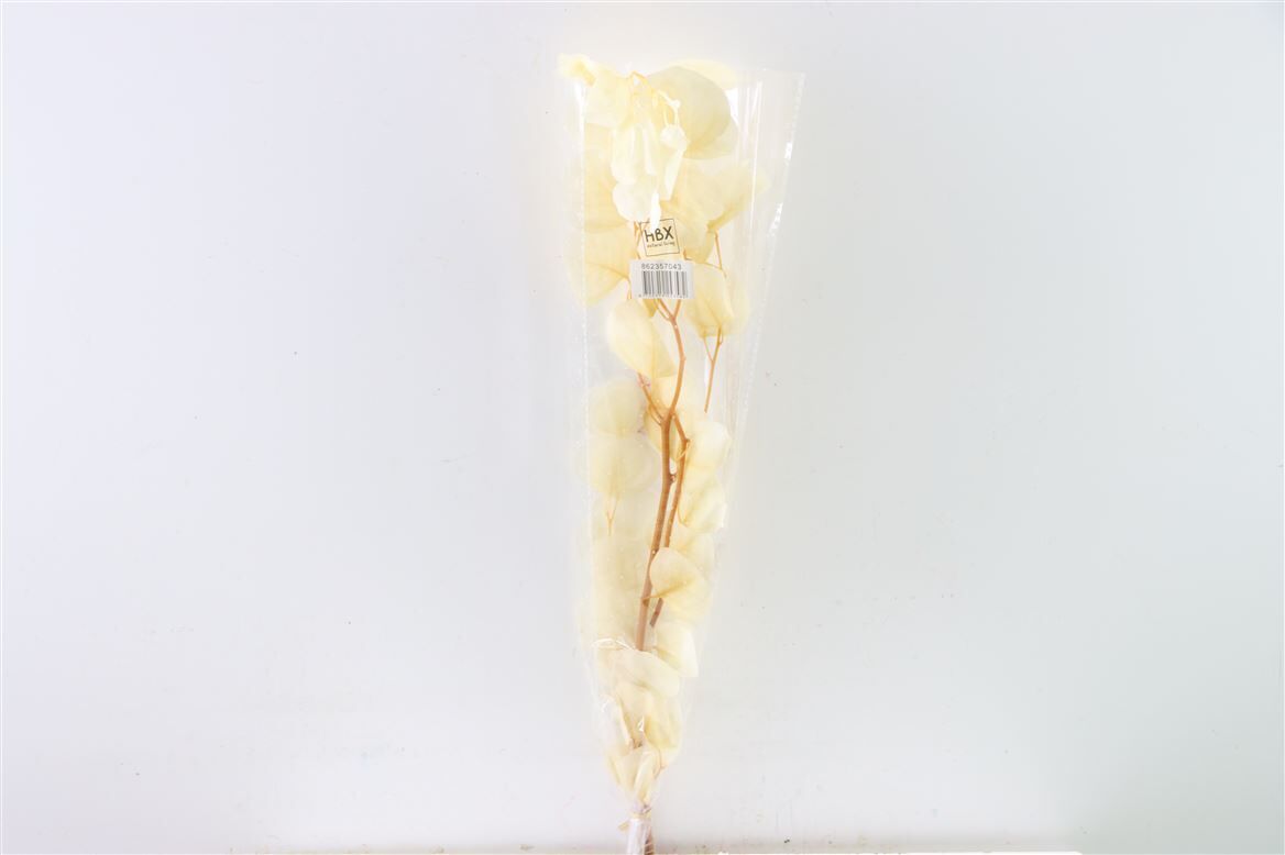 Pres Euca Populus Bleached Bunch