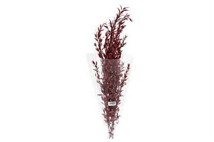 Pres Euca Parvifoglia Red 60gr Bunch