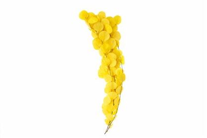 Pres Euca Populus Yellow Bunch