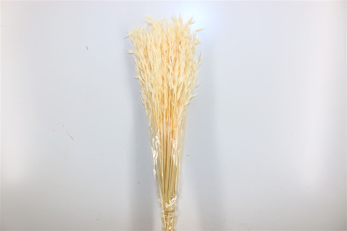 Pres Avena Sativa Semi Bleached Bunch
