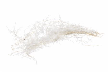Pres Asparagus Bleached Bunch