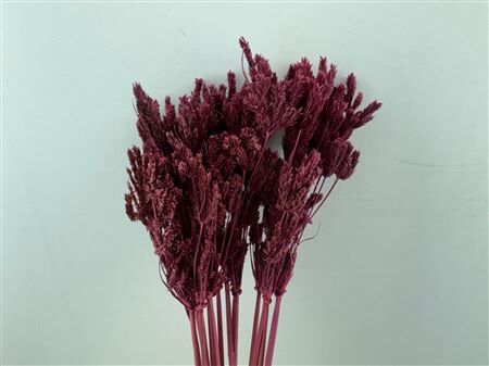 Dried Umbr. Sedge Sm. Leaf Red Bunch