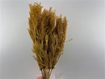 Dried Umbr. Sedge Sm. Leaf Natural Bunch