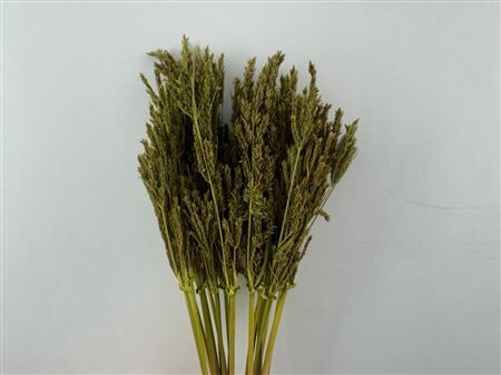 Dried Umbr. Sedge Sm. Leaf Yellow Bunch