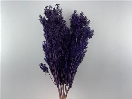 Dried Umbr. Plant Purple Bunch