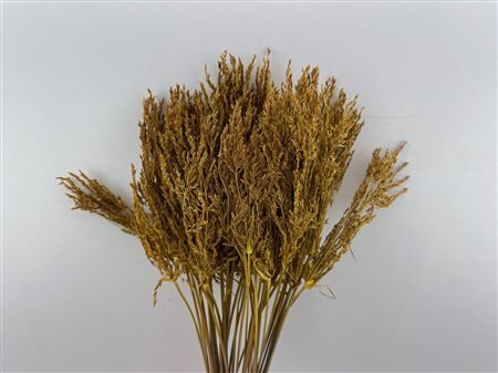 Dried Umbr. Plant Yellow Bunch