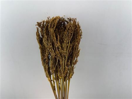 Dried Umbr. Sedge Big Leaf Yellow Bunch