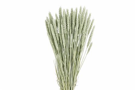 Dried Triticum Frosted Light Blue Bunch