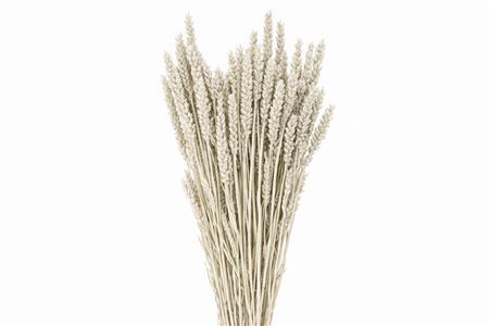 Dried Triticum X5 Platina Bunch