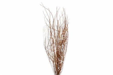 Dried Tamerice Natural Bunch Poly