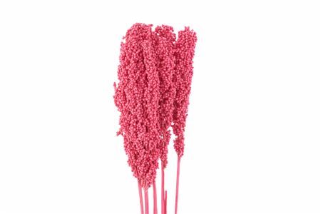 Dried Sorghum 6pc Cerise Bunch