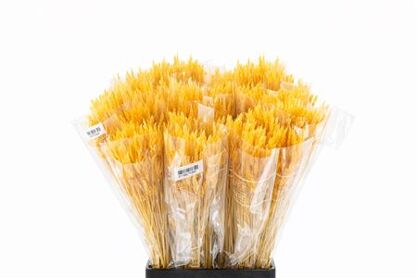 Dried Silk Worms Extra Orange Bunch