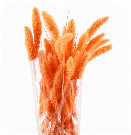 Dried Setaria Salmon Bunch