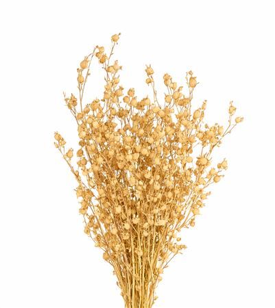 Dried Silene Natural Bunch