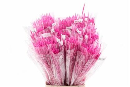 Dried Silk Worms Extra Pink Bunch