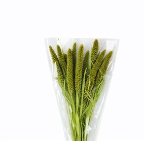 Dried Setaria Italica Light Green Bunch