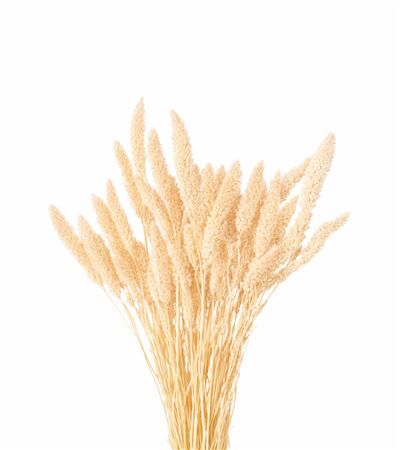 Dried Setaria Bleached Bunch