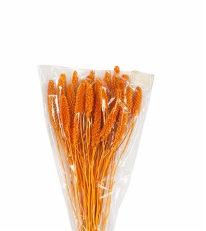Dried Setaria Italica Apricot Bunch