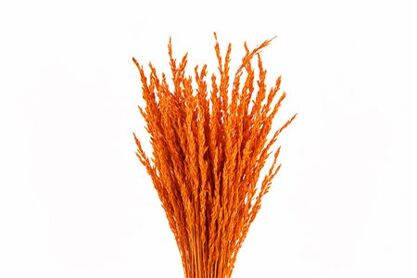 Dried Rice Oryza Orange Bunch