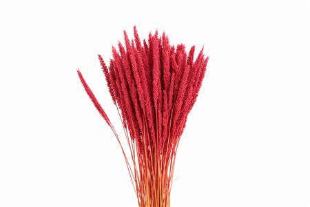 Dried Pinion Grass Pink Bunch