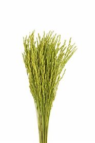 Dried Rice Oryza Green Bunch