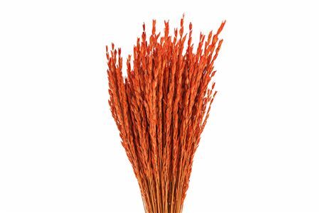 Dried Rice Oryza Red Bunch