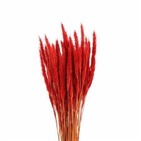 Dried Pinion Grass Red Bunch
