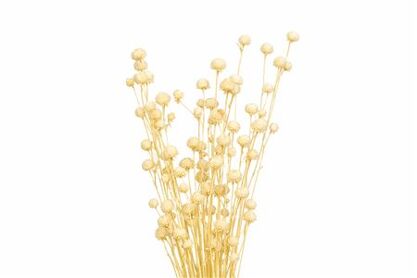 Dried Papermulberry Bleached Extra Bunch