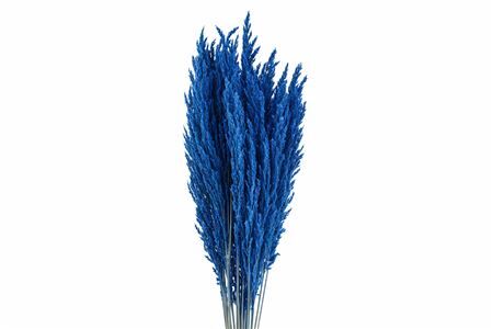 Dried Pampas Gras D. Blue (8 Stems) Bunch