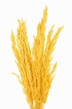 Dried Pampas Gras Yellow (8 Stems) Bunch
