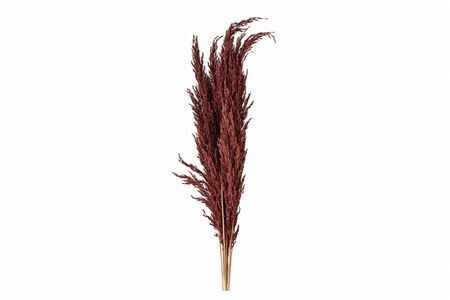 Dried Pampas Gras Brown (8 Stems) Bunch