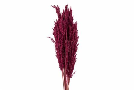 Dried Pampas Gras Red (8 Stems) Bunch