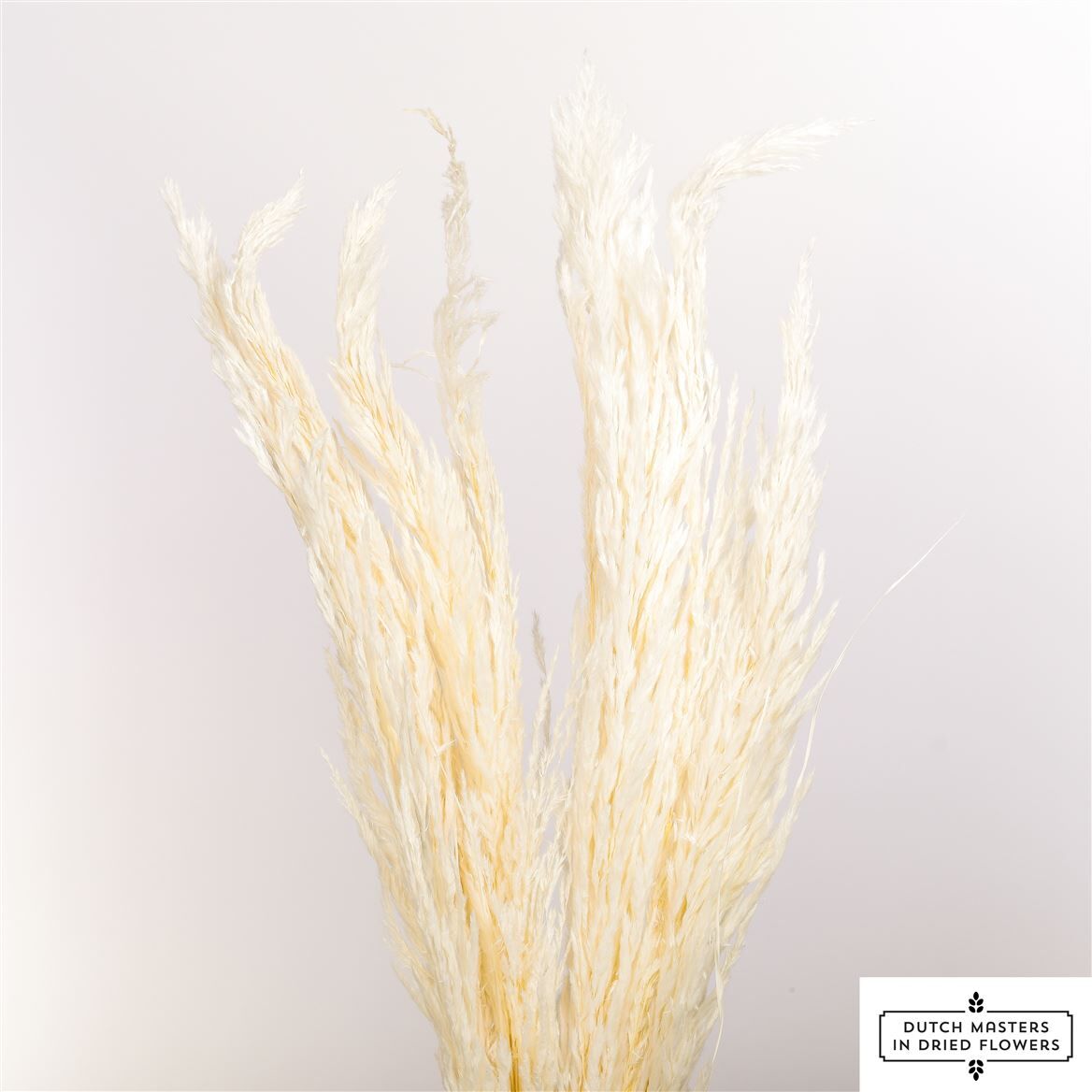 Dried Pampas Gras Bleached P Stem