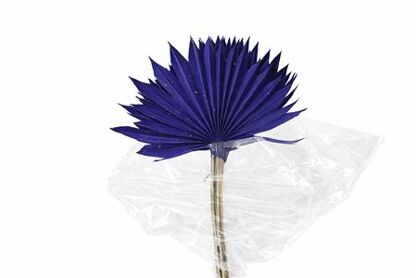 Dried Palm Sun 6pc Dark Blue Bunch