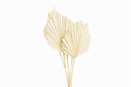 Dried Palm Spear 10pcs Bleached Bunch